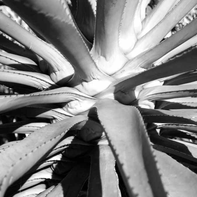 florida agave black white