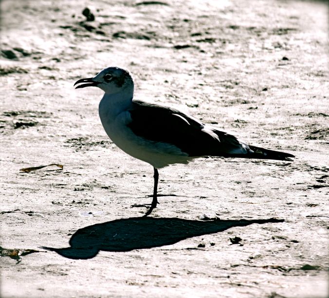 florida bird beach 2