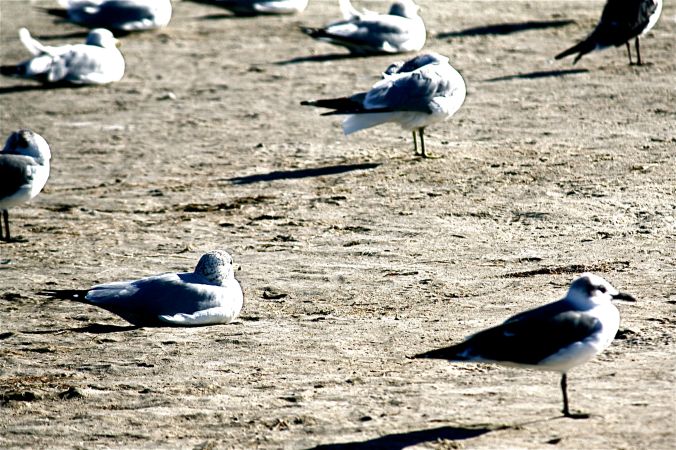 florida birds 3