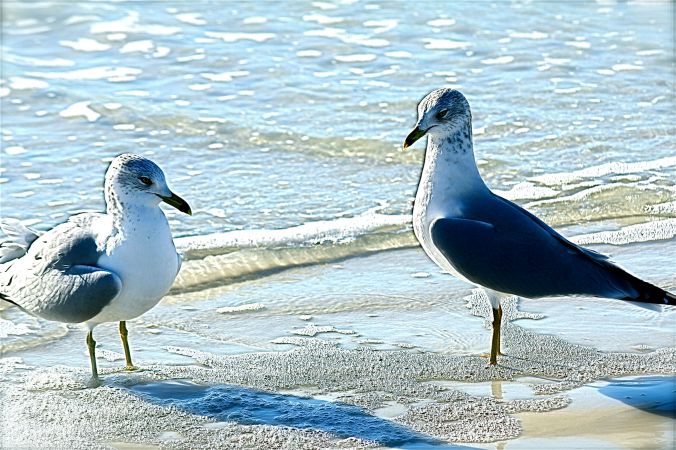 florida birds 4
