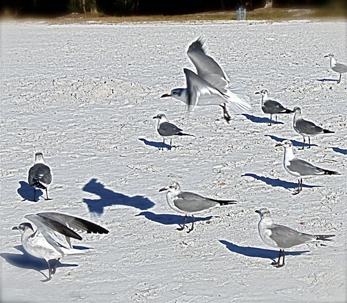 florida birds 5