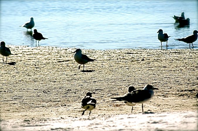 florida birds beach