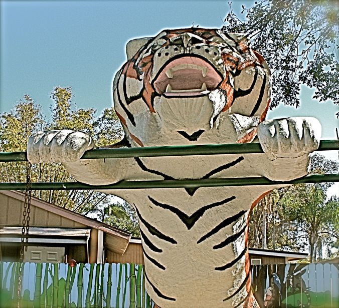 florida jungle gardens tiger
