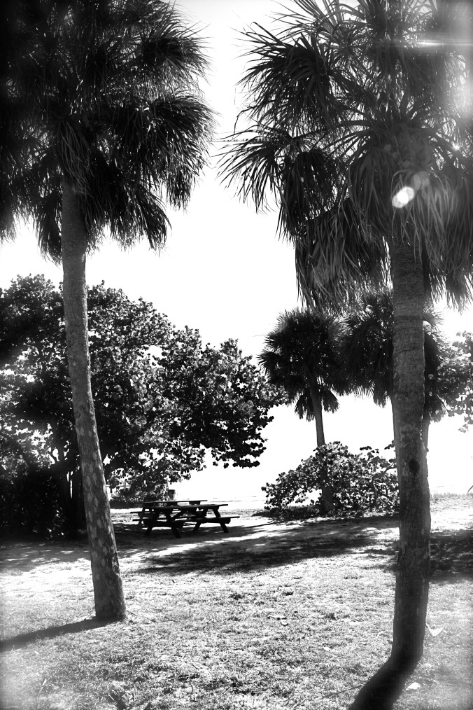 florida palm trees black white