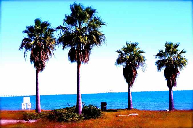florida palm trees lined up