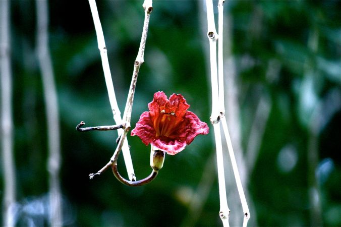 florida ringling museum flower hanging