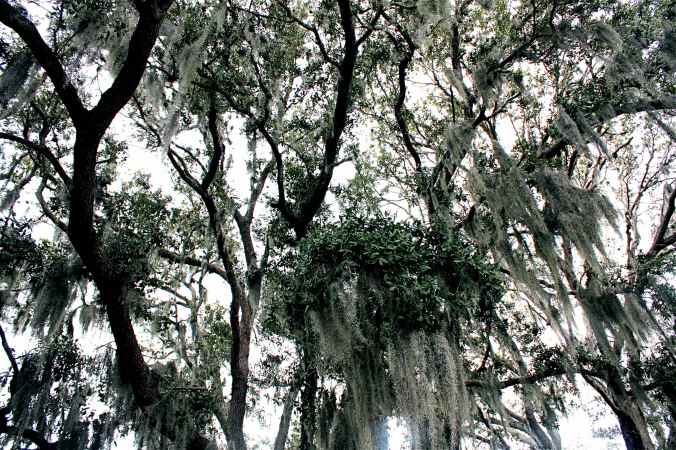 florida ringling museum trees