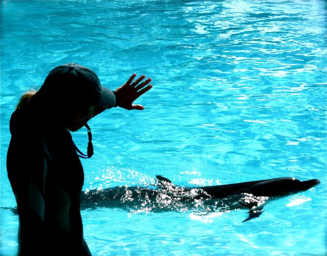 florida sarasota aquarium dolphin