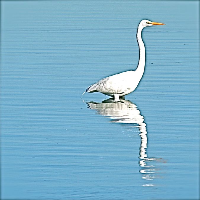 florida sarasota de soto park bird blue