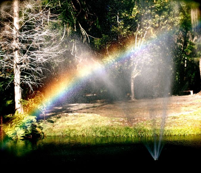 florida sarasota jungle gardens rainbow