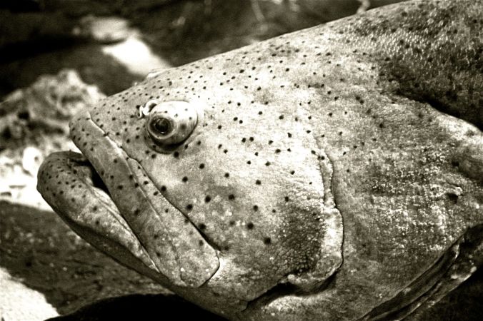 florida tampa aquarium mammoth grouper