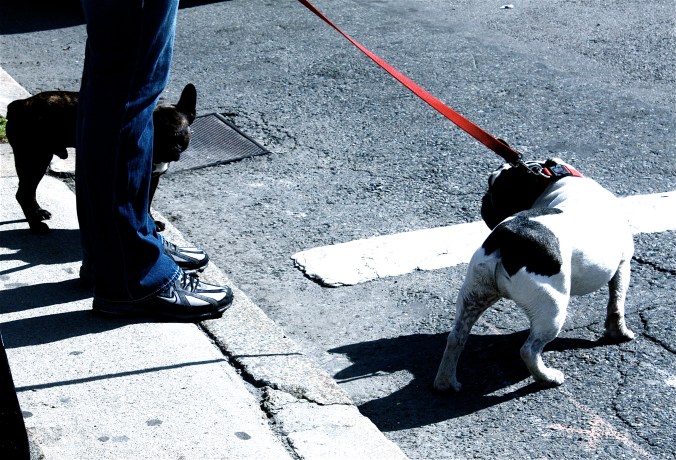 boston newbury street french bulldogs