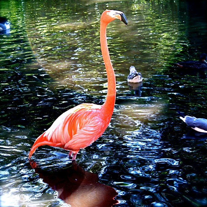 florida flamingo pink