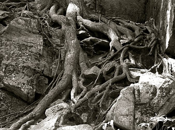 sutton purgatory chasm trees roots