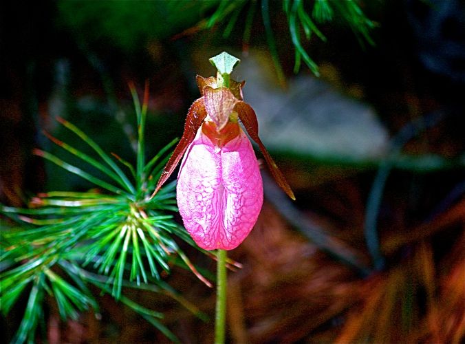sutton purgatory chasm wild orchid pink green