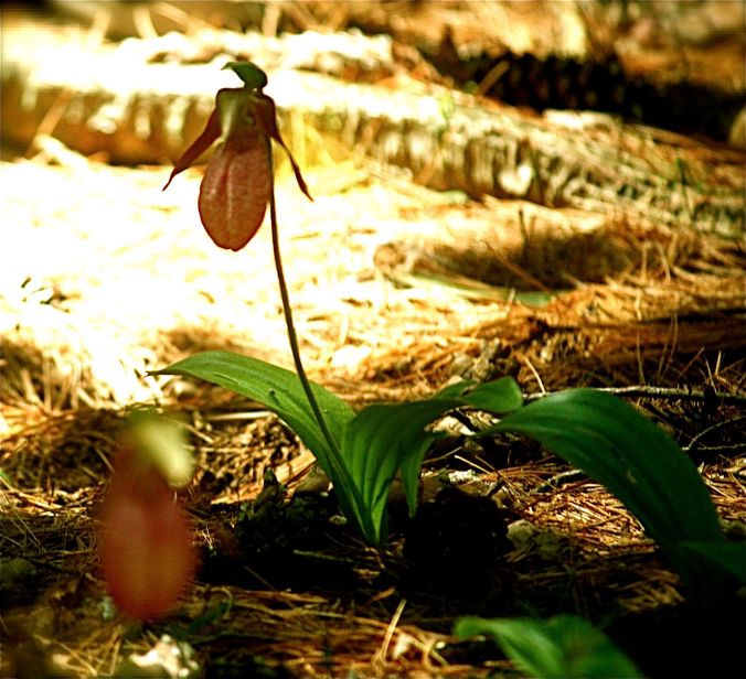 sutton purgatory chasm wild orchid
