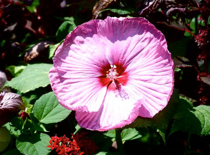 boston common flower purple pink green