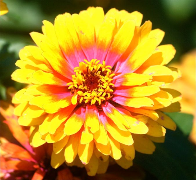boston common flower yellow