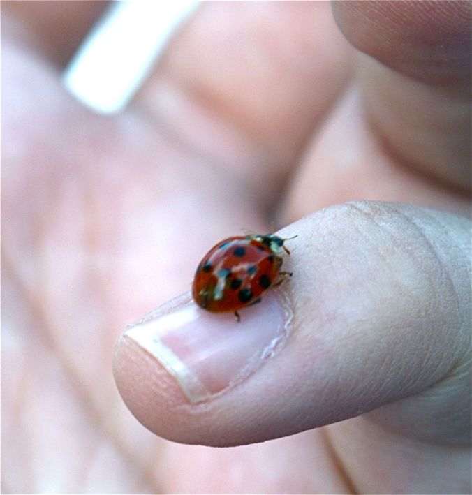 lady bug on finger