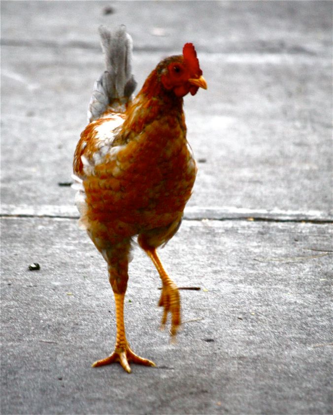 miami little havana chicken