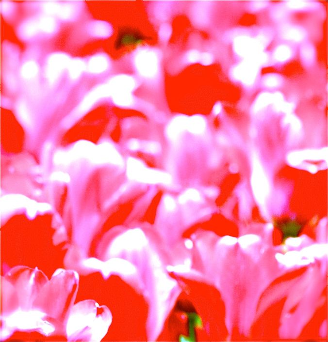 boston common flower abstract