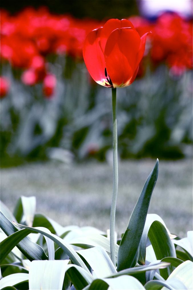 boston common flower red blue