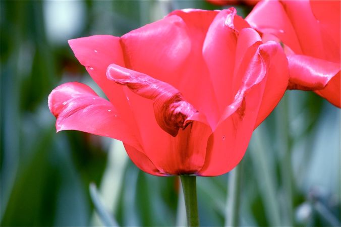 boston common flower red green blue