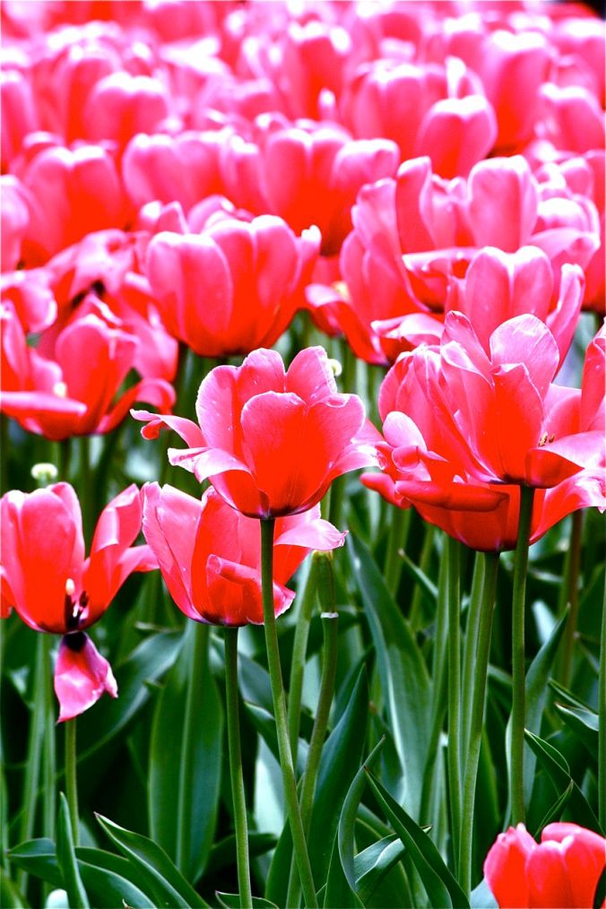 boston common flowers green pink