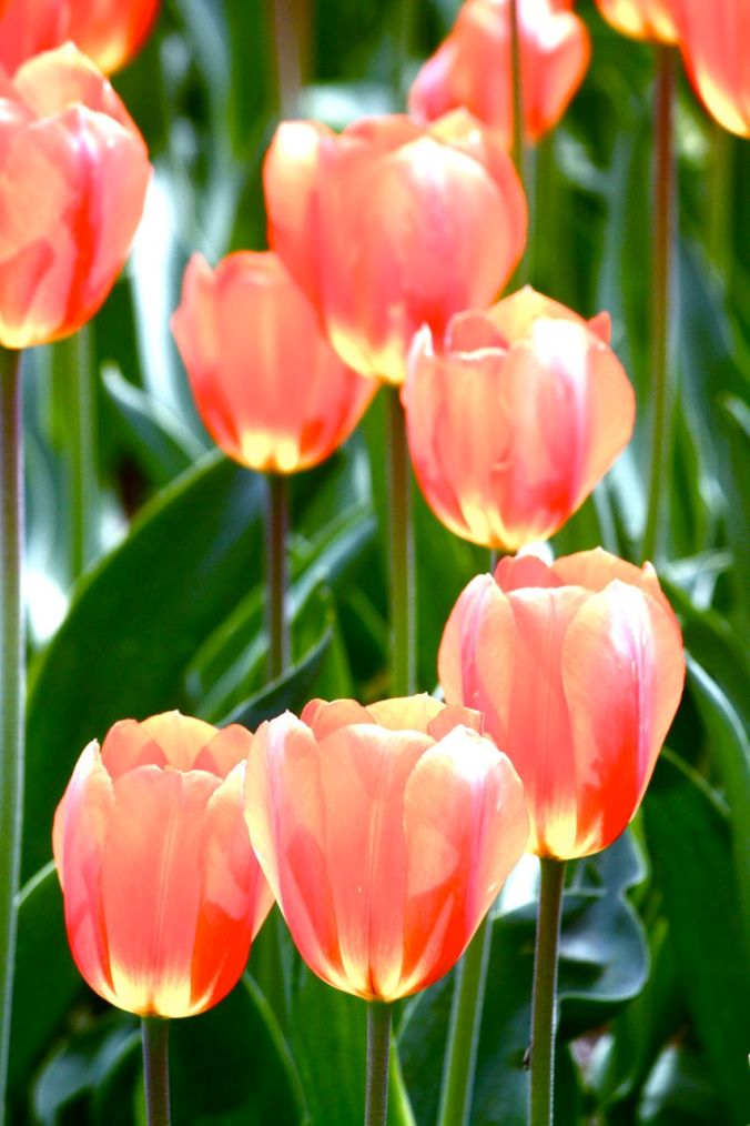 boston common flowers orange pink