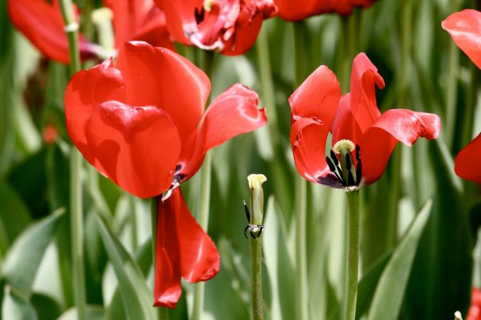 boston common flowers red