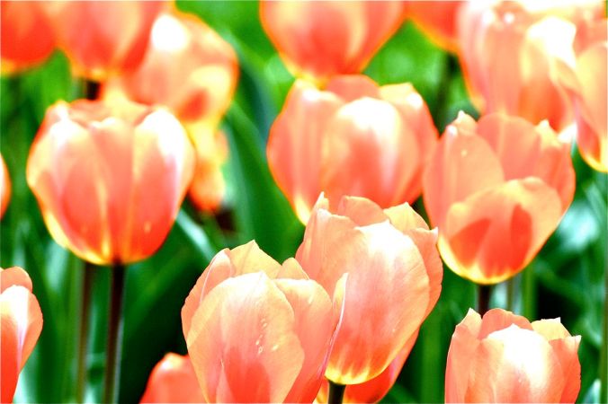 boston common flowers yellow pink