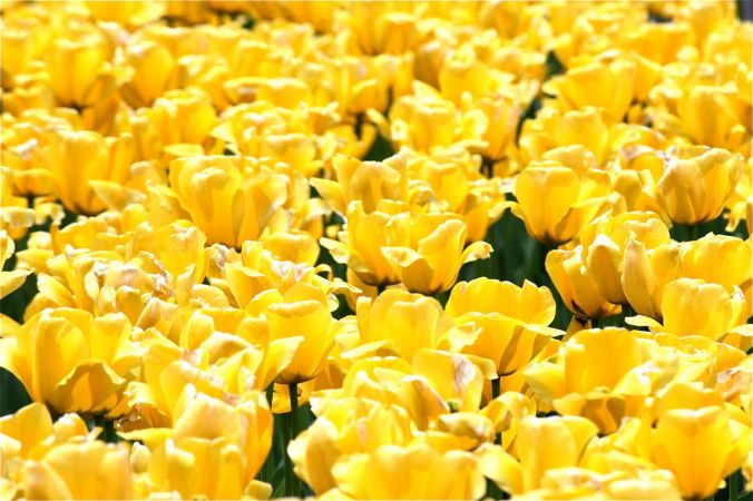 boston common flowers yellow