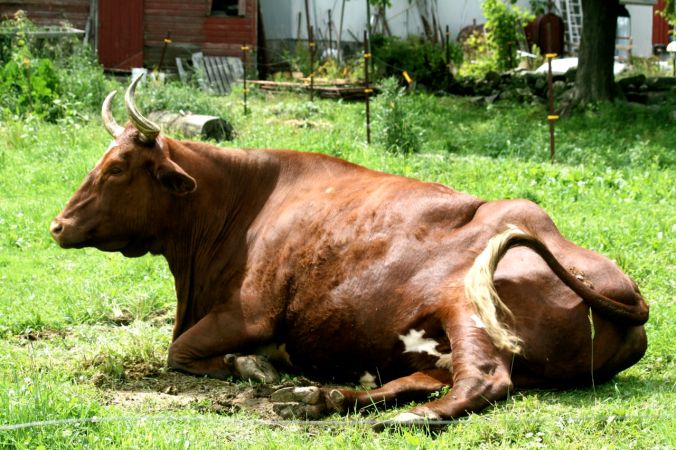 Tarentaise entire view