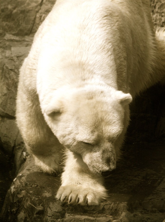 new york city central park zoo gus polar bear 2
