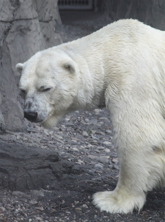 new york city central park zoo gus the polar bear