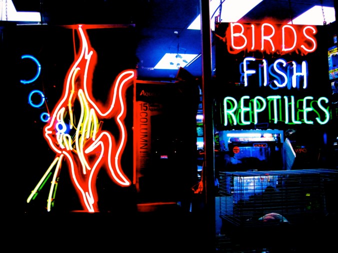 boston allston harvard avenue neon pet store