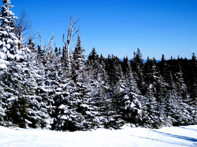 sunday river trail trees blue sky