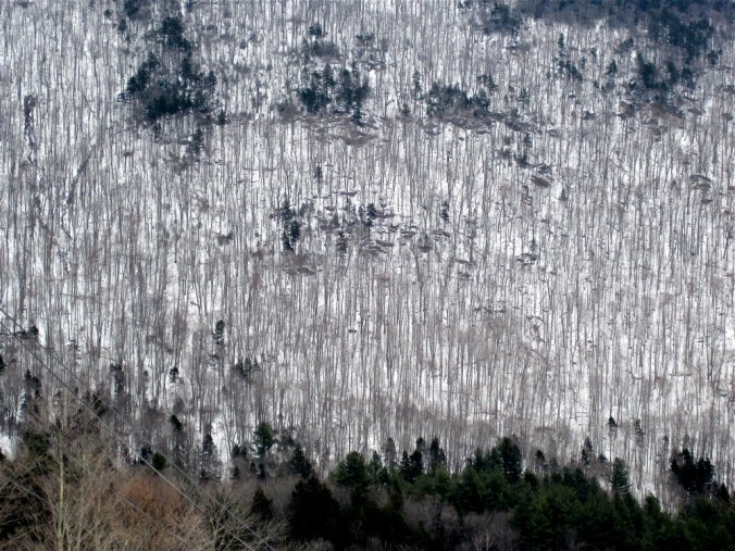killington tree view