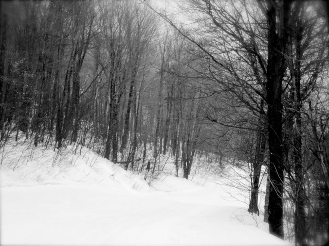 killington trees ski trail