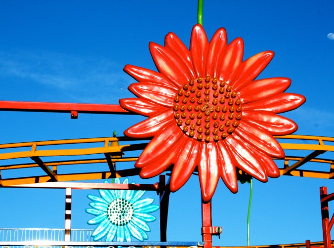 boston revere fair sunflowers