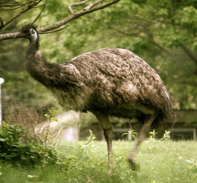 boston franklin park zoo emu
