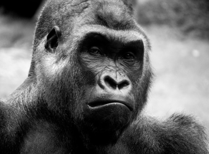 boston franklin park zoo gorilla black white 3