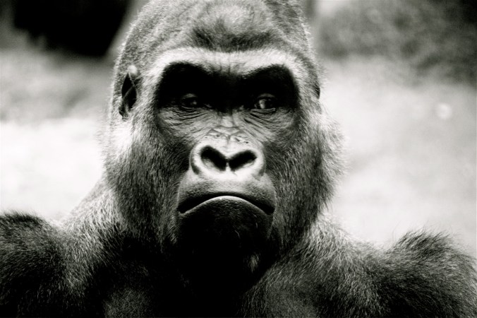 boston franklin park zoo gorilla black white