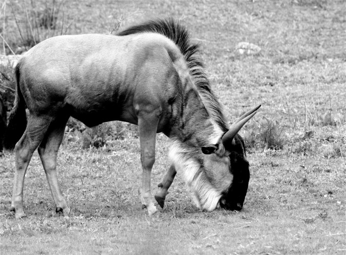 boston franklin park zoo horned animal