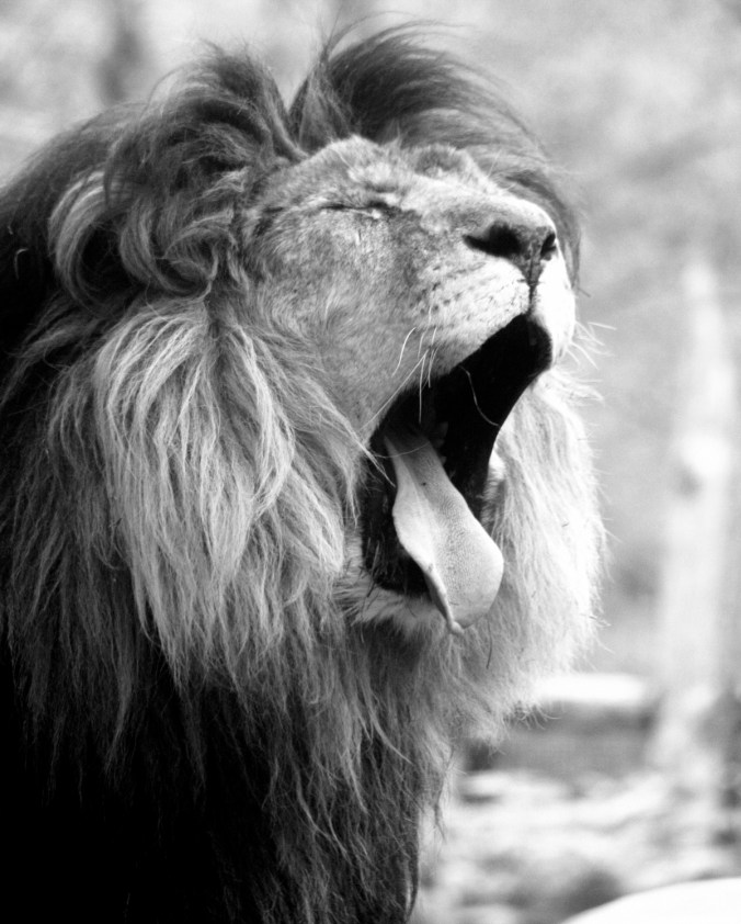 boston franklin park zoo lion big tongue