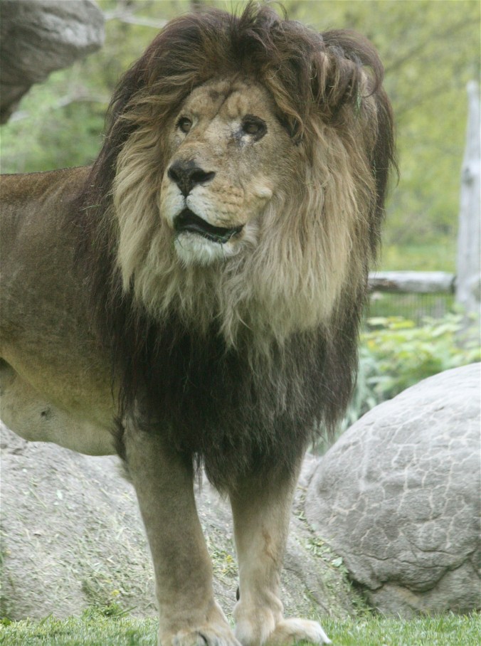 boston franklin park zoo lion standing
