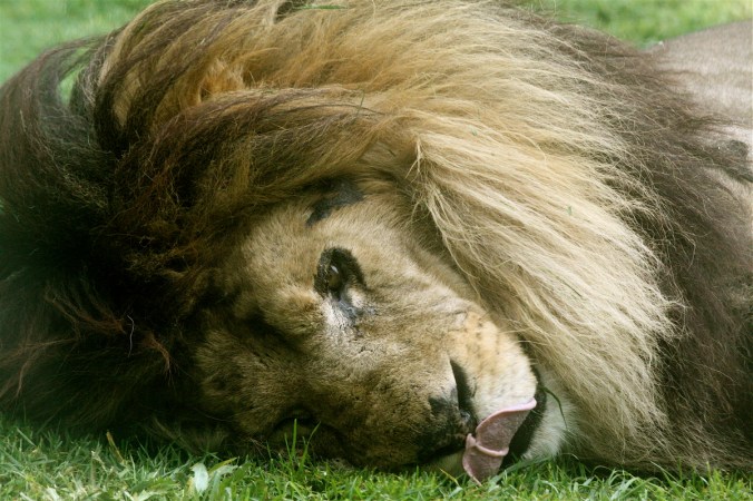 boston franklin park zoo lion sticking out tongue