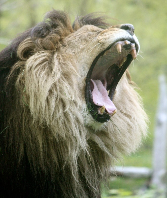 boston franklin park zoo lion yawning