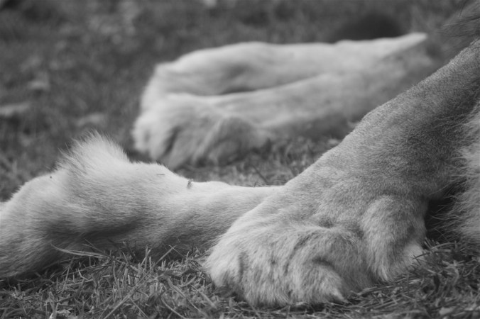 boston franklin park zoo lions paws