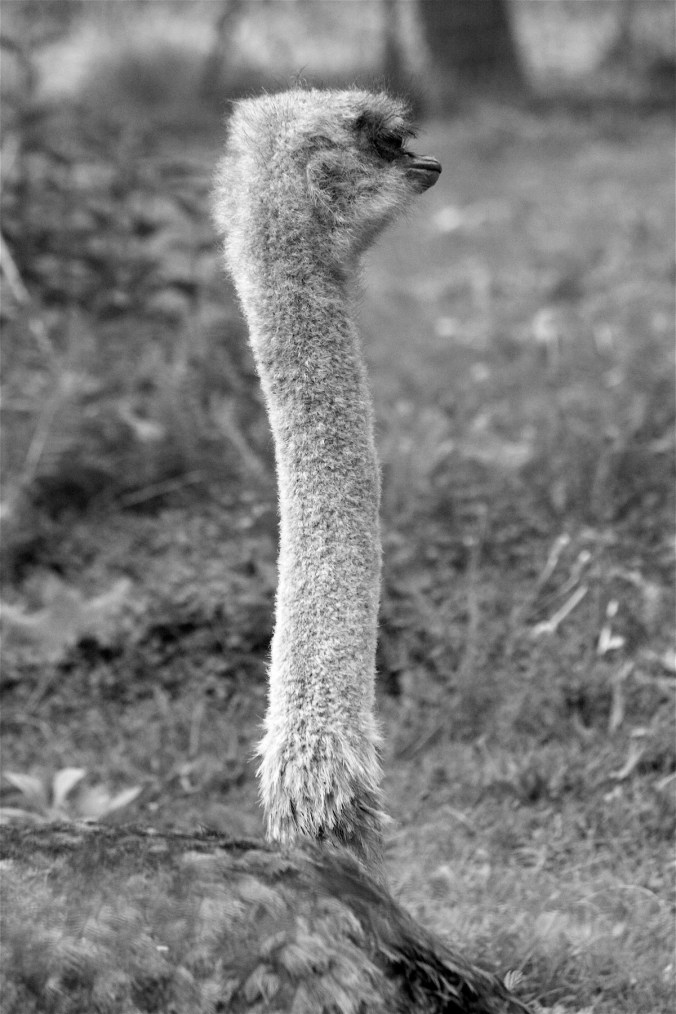 boston franklin park zoo ostrich long neck